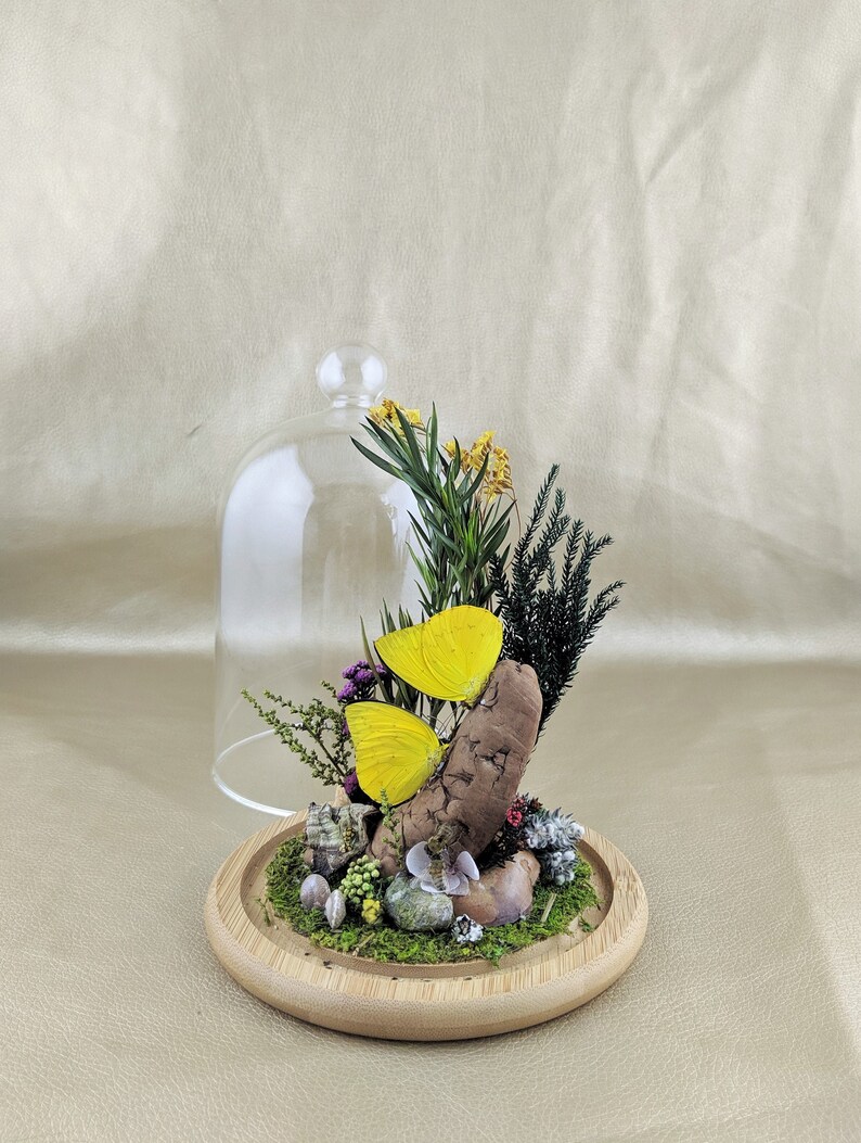 W135 Entomology Taxidermy kissing Butterflies bees snails ladybugs Glass Dome display oddity curiosity insects specimen collectible decor