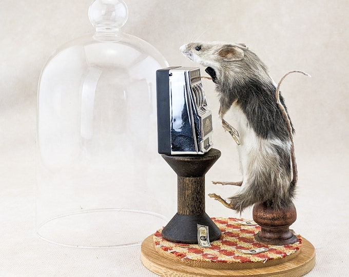 W210 Vegas Mouse Taxidermy Glass Dome Display Oddities Curiosities oddities preserved gambling humor gag gift slot machine rodent mount odd