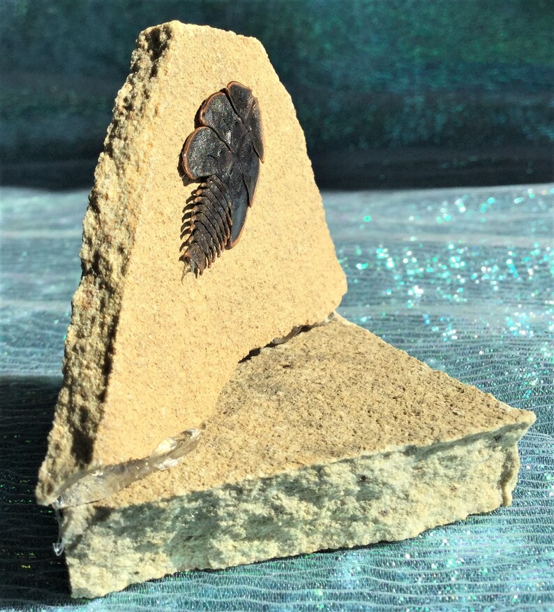 J33 Entomology Taxidermy Duliticola living fossil Beetle specimen Rock display