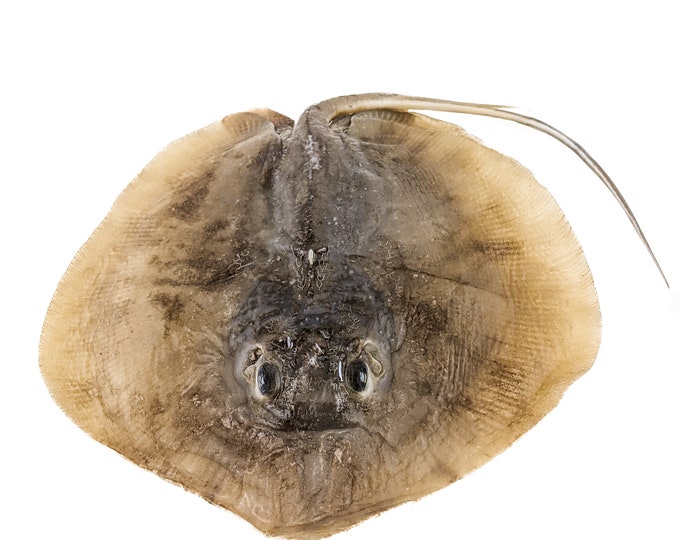 4-5 1/2" Body ONE med Wet Specimen Atlantic Stingray Oddities Curiosities Fish collectible preserved specimen display