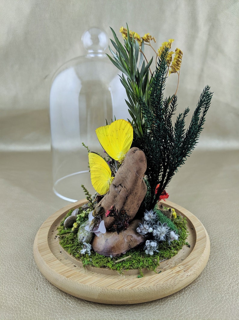 W135 Entomology Taxidermy kissing Butterflies bees snails ladybugs Glass Dome display oddity curiosity insects specimen collectible decor