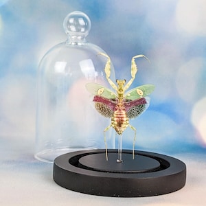 May include: A preserved insect specimen, a praying mantis, is displayed under a glass cloche. The mantis has a tan body with green and burgundy wings. The cloche sits on a black circular base, with a blurred blue background.