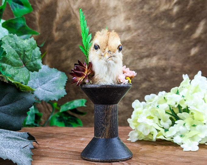 O38L chick Head mount Taxidermy Oddities curiosities Domestic Chicken display preserved Specimen Educational Home Decor Curio Cabinet