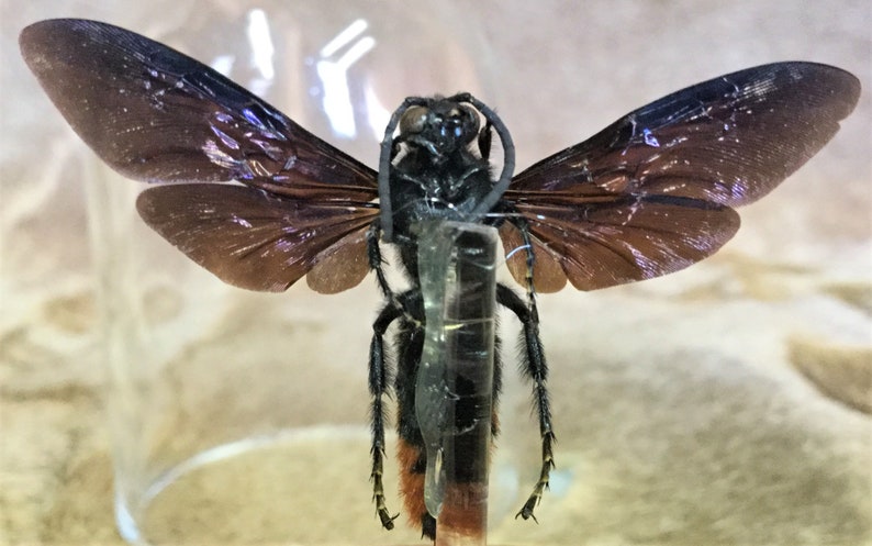 y45 Entomology Iridescent Scoliid Wasp Megascolia azurea Male Glass Dome Display collectible specimen insect