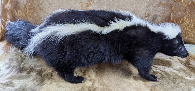 Skunk #6 Taxidermy large Skunk standing mount collectible specimen Adorable Oddity Curiosity Cabinet Home Decor Educational Oddities