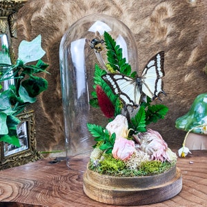 Nawab Butterfly Glass Dome Display Oddities Curiosities Mothers Day! Victorian Style collectible preserved bug decor gift all natural custom