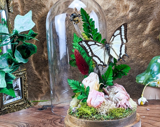 Nawab Butterfly Glass Dome Display Oddities Curiosities Mothers Day! Victorian Style collectible preserved bug decor