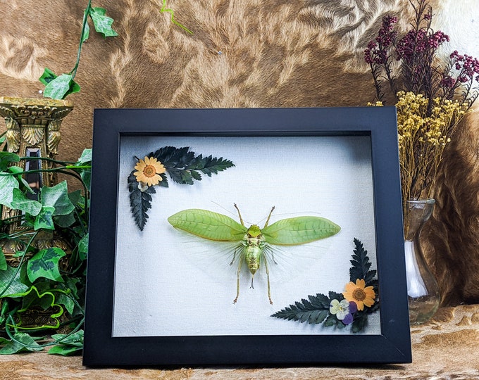 W77e  Katydid specimen Framed Display shadowbox Collectible decor curiosities Curiosity Cabinet oddity Insect Educational hanging decor