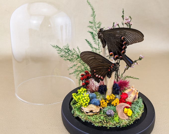 bf142 Taxidermy Entomology Victorian Style Butterfly Dome Display Oddities Curiosities Preserved Bugs home decor oddity collectible specimen