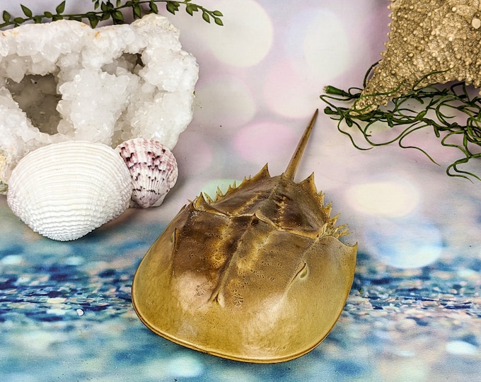 Ocean Horseshoe Crab 7-9" Taxidermy display collectible specimen oddities educational curiosity cabinet oddity