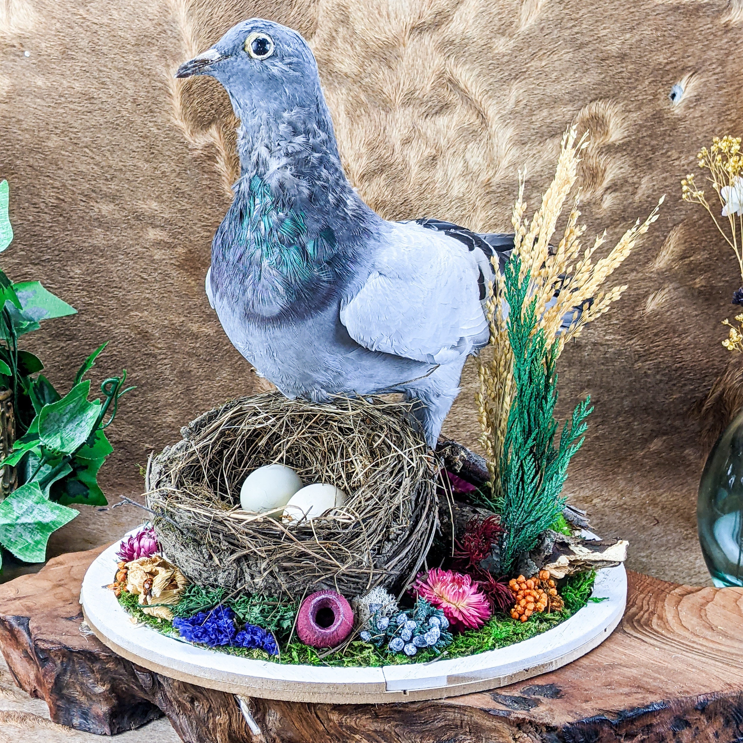 Game changer! Pigeon/QUAIL EGG SCISSORS make it easier to crack open tiny  eggs!