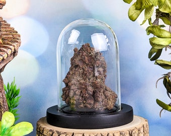 Genuine Dinosaur Poop Fossil Dome Oddities Curiosities Fossilized gag gift preserved Curiosity cabinet Dino Feces Specimen Coprolite