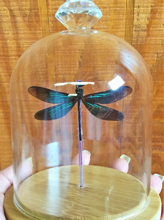 Y46d Real Iridescent Wing Dragonfly Odonates sp Spread 3\u201d Glass Dome specimen Insect Curiosity Oddity Display Collectible Educational