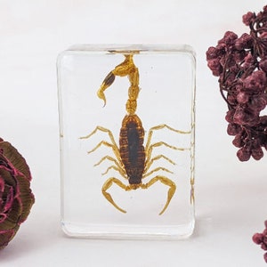 May include: A preserved scorpion encased in a clear, rectangular resin block. The scorpion is a golden-brown color with a dark brown stripe down its back. Dried burgundy flowers and a maroon rose are in the background.
