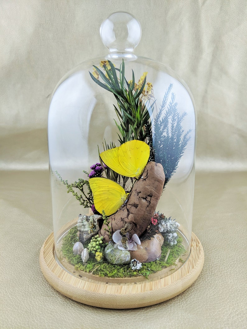 W135 Entomology Taxidermy kissing Butterflies bees snails ladybugs Glass Dome display oddity curiosity insects specimen collectible decor