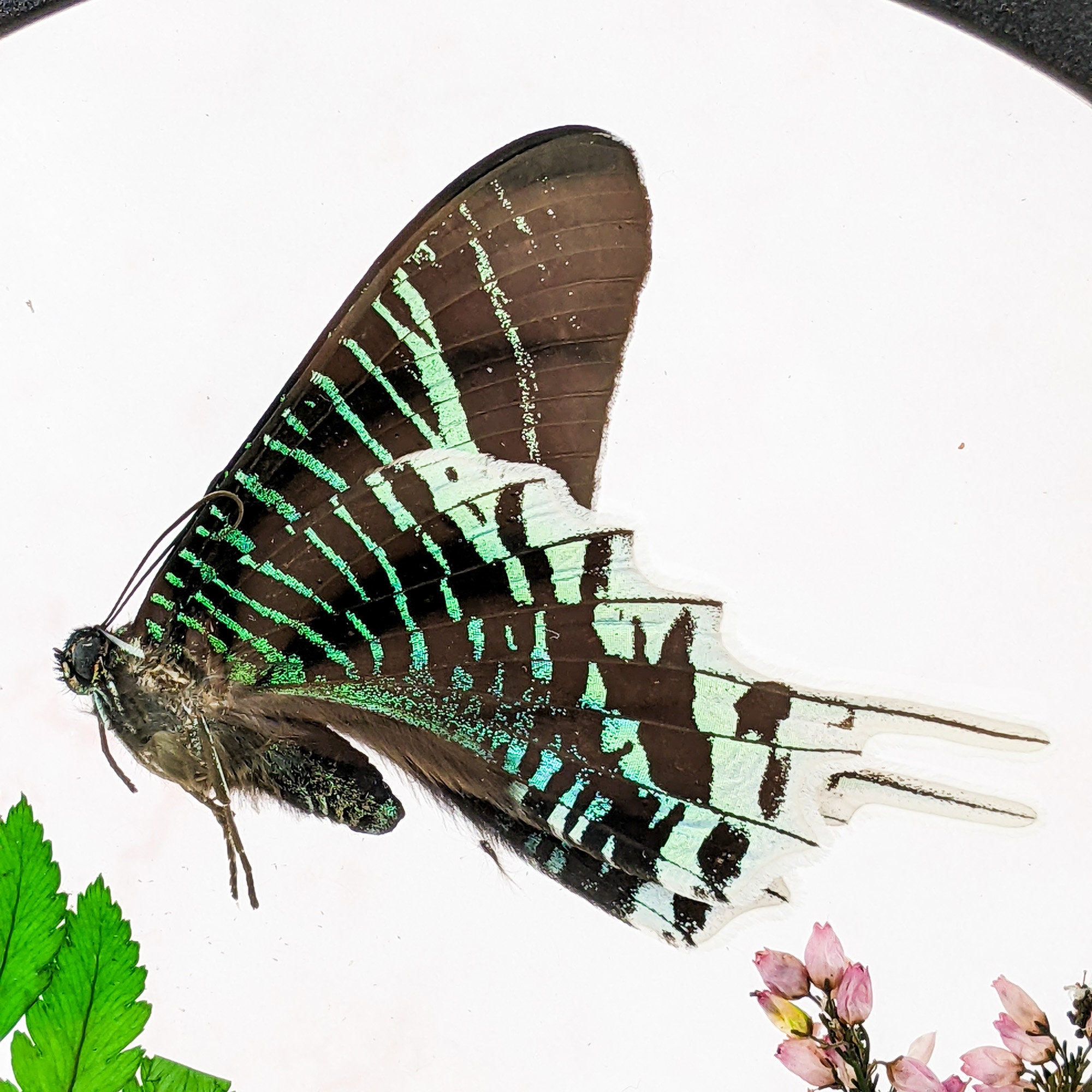 Sunset Moth Butterfly Floating Display Entomology Taxidermy