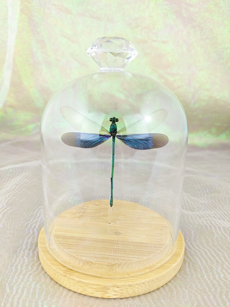 Y46d Real Iridescent Wing Dragonfly Odonates sp Spread 3\u201d Glass Dome specimen Insect Curiosity Oddity Display Collectible Educational