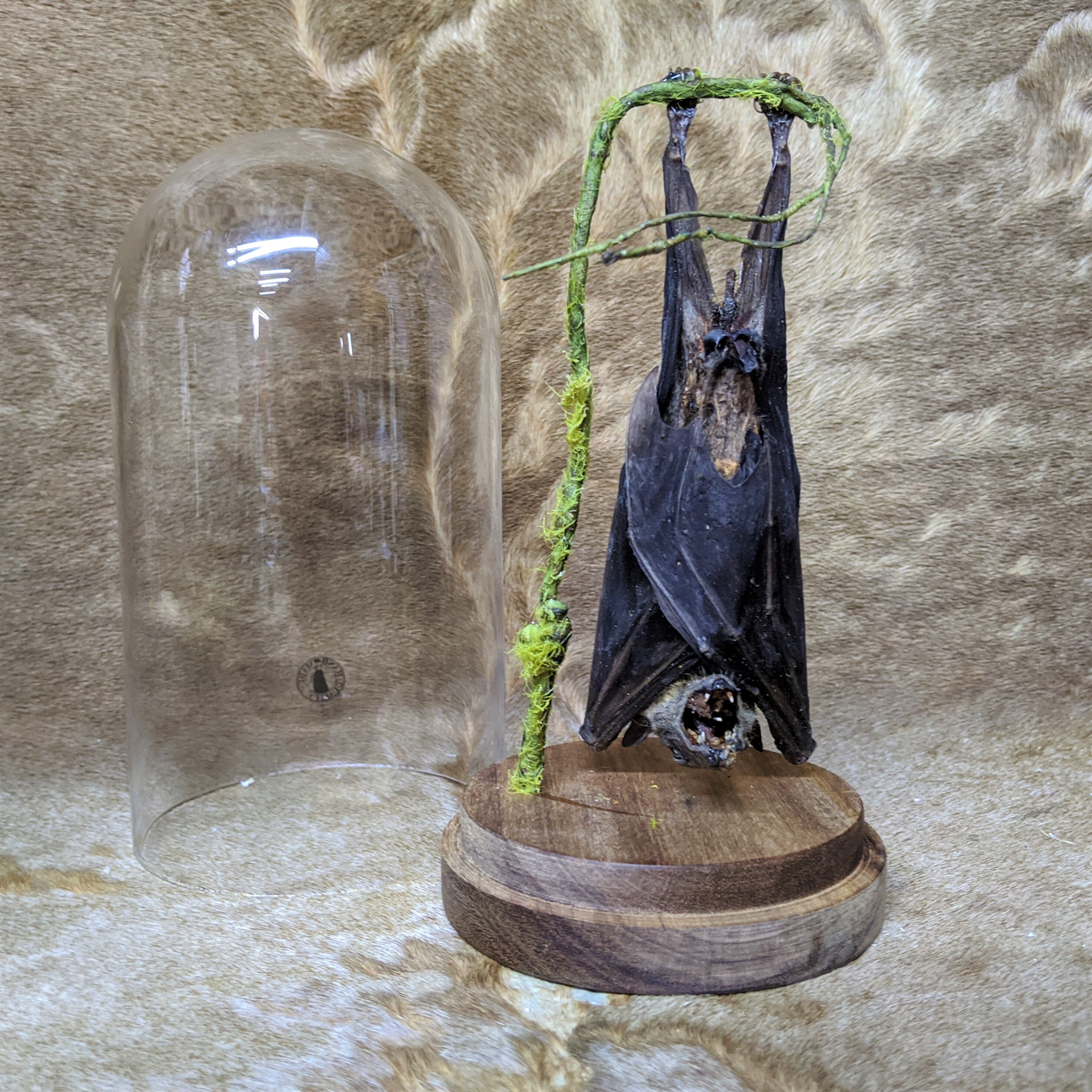 I33 Taxidermy Real Hanging Fruit Bat Glass Dome Display Oddities decor specimen 
