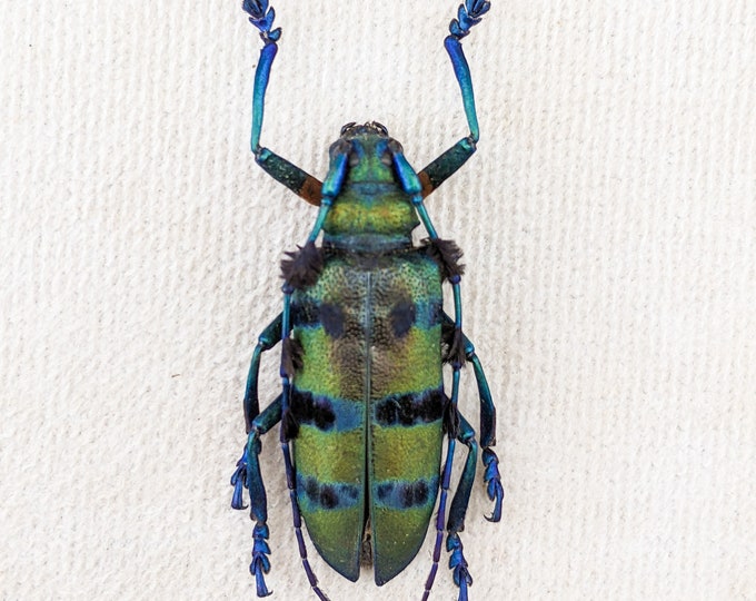 p86h Long horn beetle Thysia wallichii tricincta - 2 1/2+" female specimen craft entomologist educational display curio cabinet biology bug