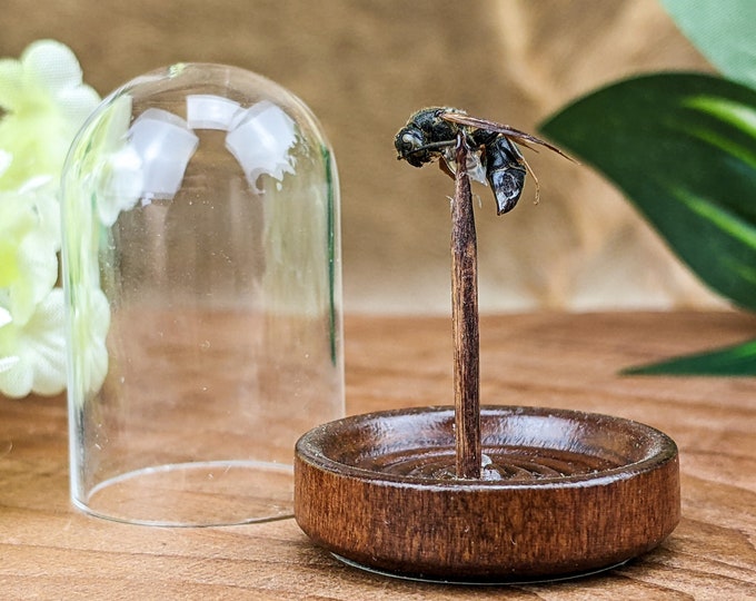 D17e Potter wasp glass dome Specimen entomology taxidermy oddities curiosities preserved specimen home decor educational insect bug