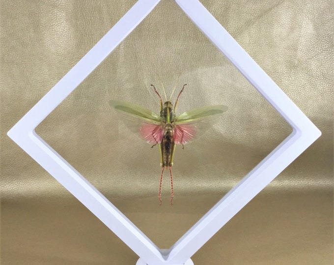 Y55 Rosea Grasshopper Spread  Framed Display Entomology Taxidermy Chondracris specimen collectible educational curiosity  bug insect oddity