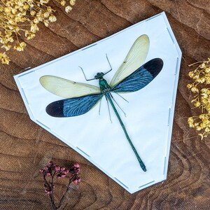 Iridescent Green metal wing Dragonfly Specimen Neurobasis chinensis craft educational entomology preserved collectible bug insect decor