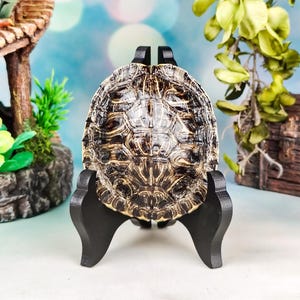 May include: A turtle shell with a dark brown and tan patterned surface, featuring a complex arrangement of scutes. The shell is displayed upright on a black, three-legged display stand, showcasing its natural texture and oval shape.