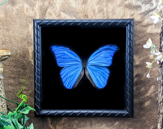 Blue Peruvian Morpho butterfly Shadowbox  Taxidermy Entomology Lepidopterology specimen oddities curiosities cabinet preserved specimen