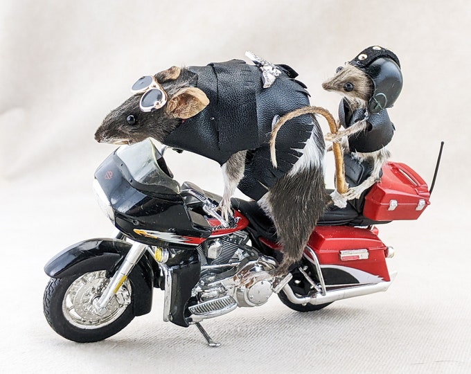 A37i Motorcycle Biker Mice Chopper Taxidermy oddities curiosities collectible preserved specimen gag gift man cave curio cabinet funny decor