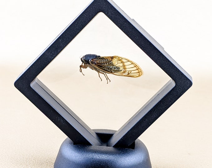 G1 Locust Cicada Floating Display bugs Educational Specimen Taxidermy Entomology Oddities Curiosities collectible curiosity cabinet decor