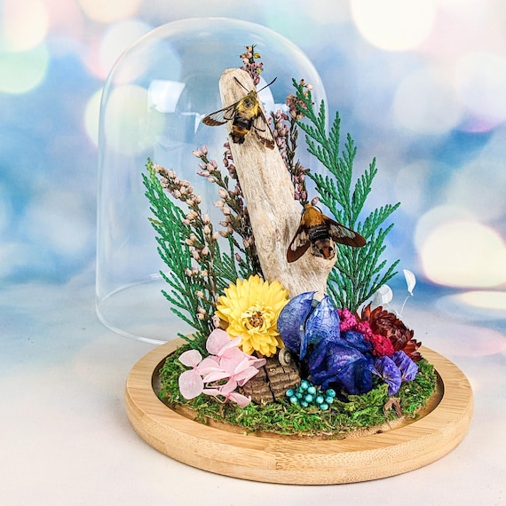 Victorian-style entomology display featuring real hummingbird moths — the kind of specimen that looks like it escaped a natural history museum.