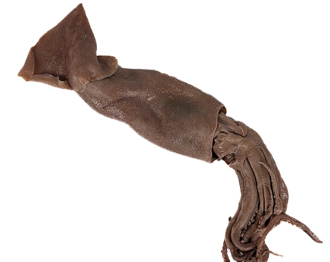 MS#5 Squid Wet Specimen 11" Medium Taxidermy Oddities Curiosities Nautical collectible preserved specimen display educational Marine aquatic