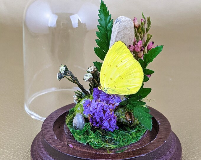 Cloud Butterfly Glass dome Display Entomology Taxidermy curiosities collectible curiosities oddities oddity Educational Home Decor