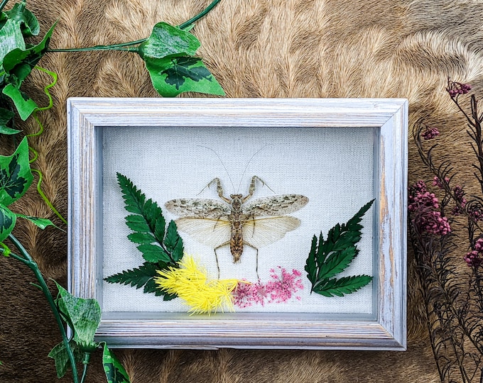 q58b (GG) Grizzled Mantis Framed Floral Shadowbox Display Taxidermy Entomology oddities decor Frame Insect collectible real educational bug