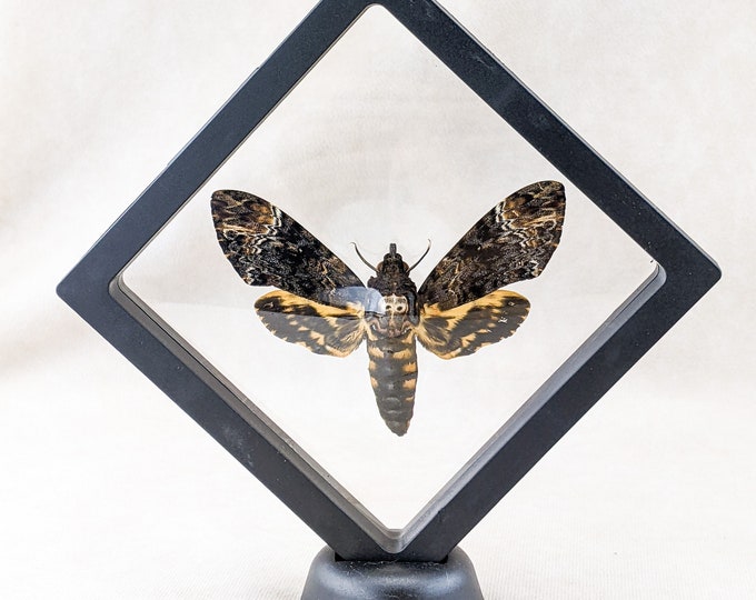 DEATH'S HEAD Hawk Moth Taxidermy bug collector Entomology oddities curiosities curio cabinet victorian display insect dark interiors