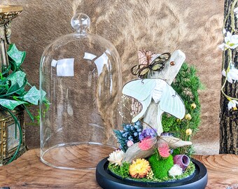 Luna Moth TWO Glasswing Glass dome display entomology taxidermy collectible Victorian Style whimsical gifts cottagecore Lepidopterology 