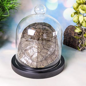 May include: A turtle shell displayed under a clear glass cloche with a round top, set on a black base. The shell has a detailed pattern of brown and tan markings. Decorative elements are in the background.