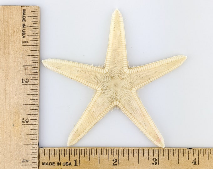 Sale White Starfish #1 (frg) Sea Star Wet Specimen Nautical Star fish collectible preserved specimen nautical beach house display ocean
