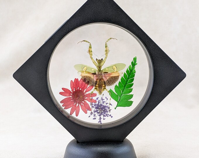 Jewel Mantis Floating frame Entomology Taxidermy Oddities Curiosities bug collector educational decor natural science preserved insect