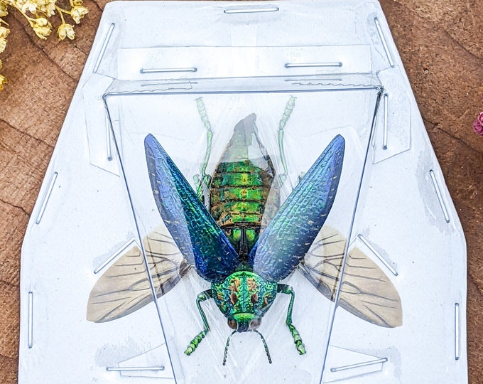 p7d Blue Rainbow Gema Spread Beetle Polybothris sumptuosa specimen Craft entomology educational preserved collectible bug insect metallic