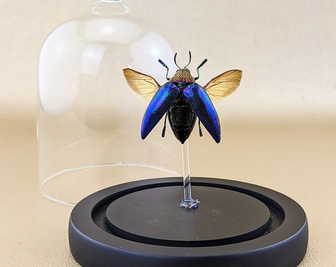o20b LG Rainbow Jewel Beetle Glass Dome Display Taxidermy Entomology collectible specimen Curiosities Oddities Educational Curiosity Oddity