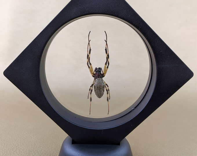 x74 Hermit Spider Floating Framed Specimen Display Entomology Taxidermy curiosities oddity oddities curiosities collectible educational real