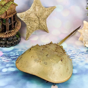 May include: A horseshoe crab with a long tail, a starfish, a seashell, and a miniature wooden structure with a spiral staircase are displayed on a blue and white background. The crab is light brown, and the starfish is beige.