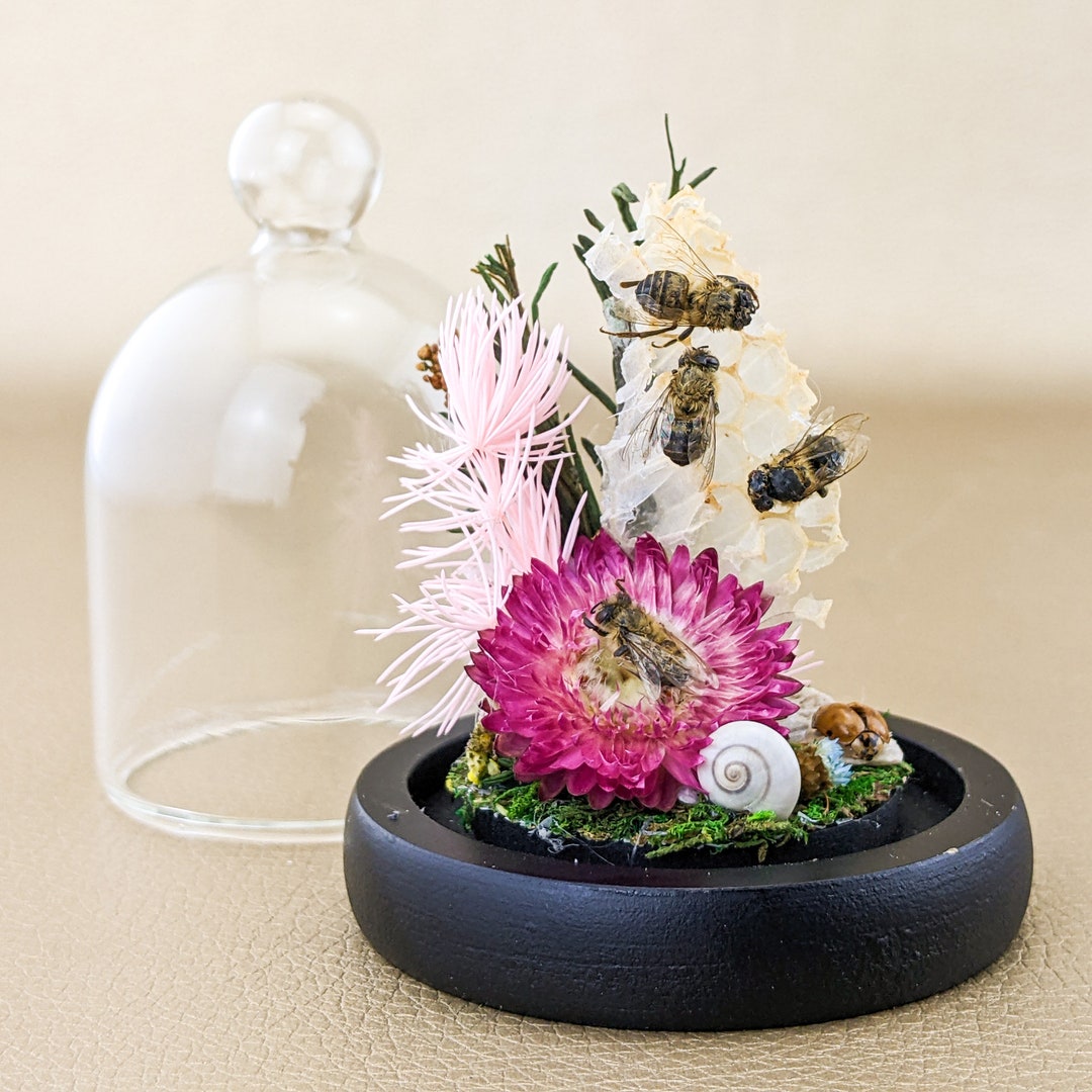 Honey Bee Bees Comb Glass Dome Display Entomology Taxidermy Curiosities ...