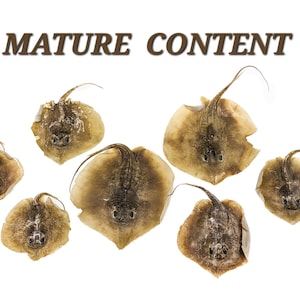 May include: An assortment of dried stingrays, each with a distinct shape and texture, are arranged against a white background. The stingrays vary in size and have a light brown color. The text "MATURE CONTENT" is displayed above the stingrays.