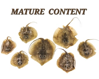 Damaged! ONE Wet Specimen Atlantic Stingray Oddities Curiosities Ray Fish Nautical collectible preserved specimen display educational