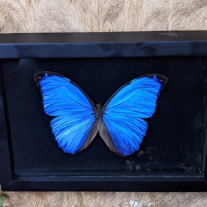 May include: A framed butterfly specimen with vibrant blue wings, displayed against a black background. The butterfly is encased in a black rectangular frame, showcasing its intricate details. The wings have a gradient of blue hues.