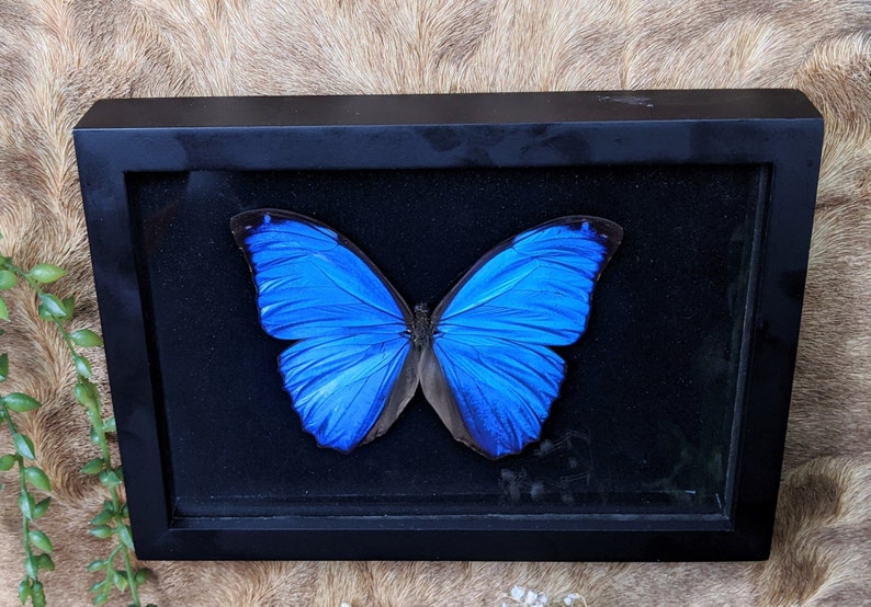 Y68c Blue Morpho butterfly Shadowbox Taxidermy Entomology collectible specimen oddities curiosities cabinet preserved specimen image 1