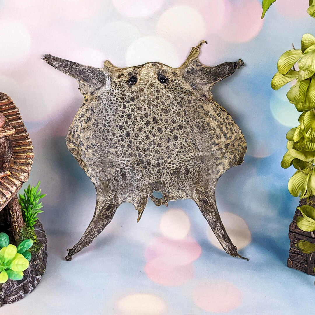 Real Frog Skin Piece Crafts Display Pelt Taxidermy Oddities Curiosities ...