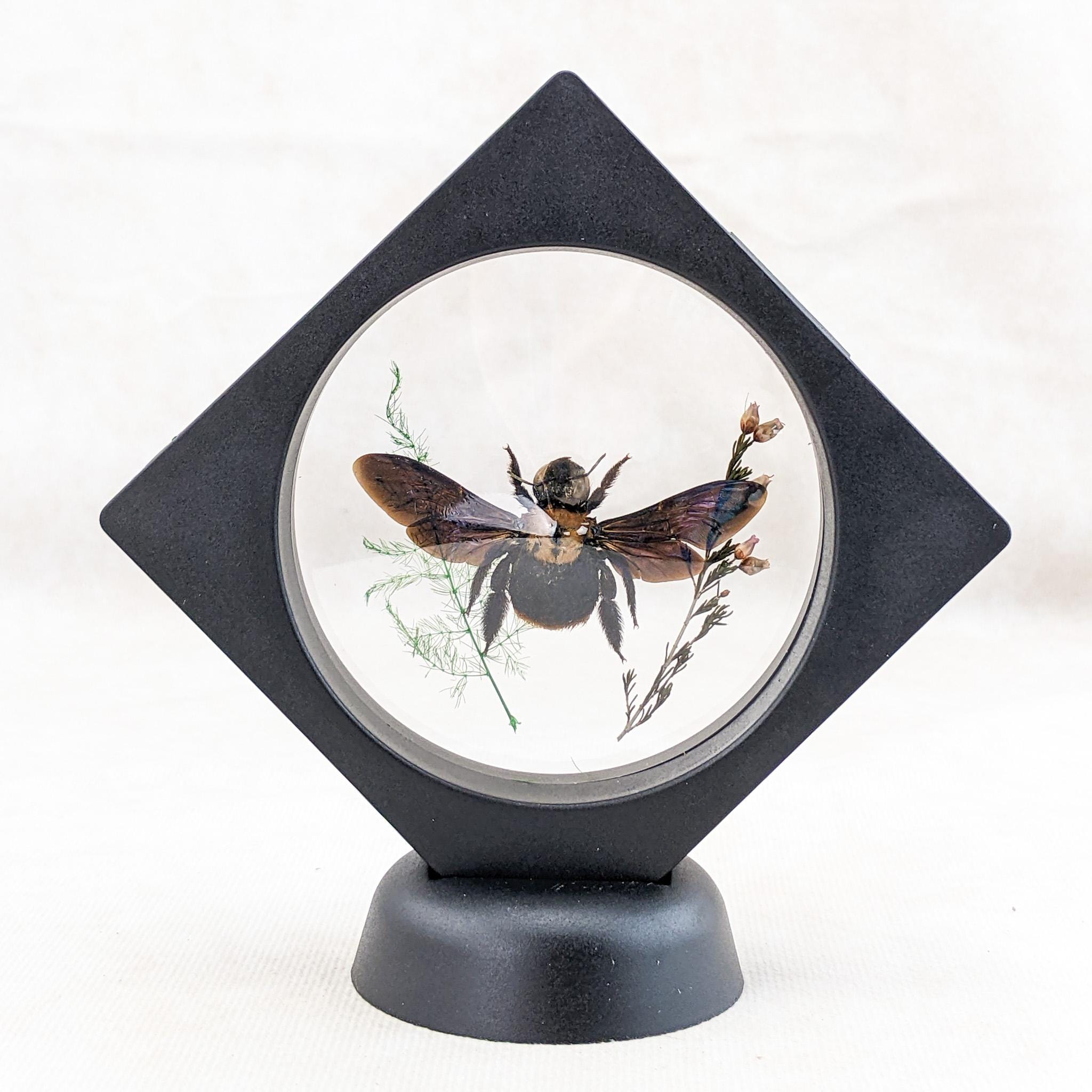 Madagascar Bumble Bee Floating Frame Display Oddities Curiosities ...